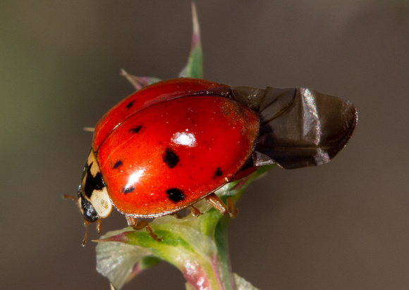 Asian lady beetle - Harmonia axridis