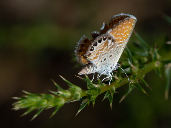 Western Pygmy-Blue - Brephidium exilis