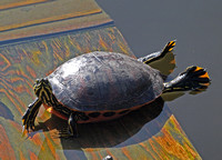 Florida red-bellied turtle -  Pseudemys nelsoni