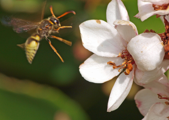 Mason wasp - Ancistrocerus lineativentris