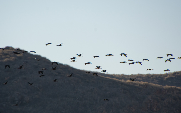 White-faced Ibis - Plegadis chihi