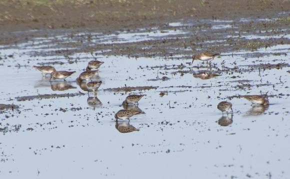 Least Sandpiper - Calidris minutilla