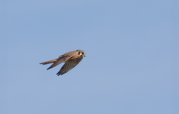 American Kestrel - Falco sparverius