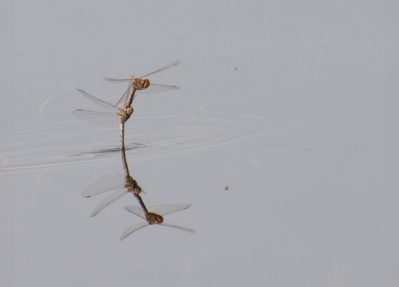 Variegated Meadowhawk - Sympetrum corruptum