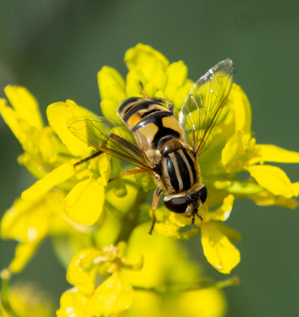 Broad-headed marsh fly - Helophilus latifrons