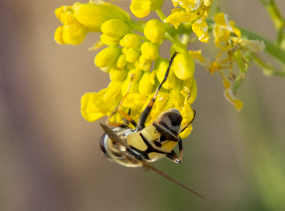 Broad-headed marsh fly - Helophilus latifrons
