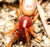 Woodlouse hunter - Dysdera crocata