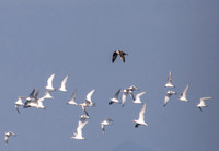 Common Tern - Sterna hirundo, Elegant Tern - Sterna elegans, Long-tailed Jaeger - Stercorarius longicaudus