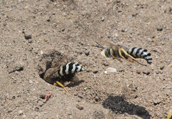 Sand wasp 1 - Bembix comata