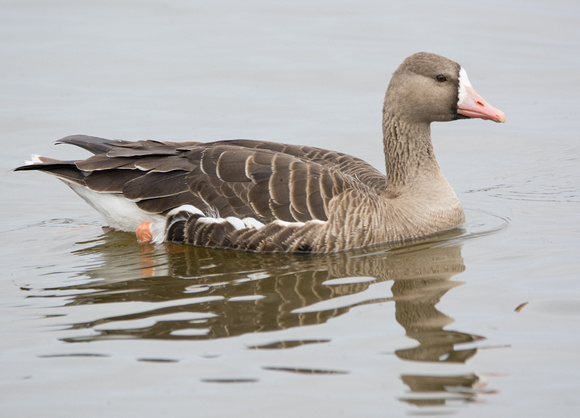 Greater white-fronted Goose - Anser albifrons