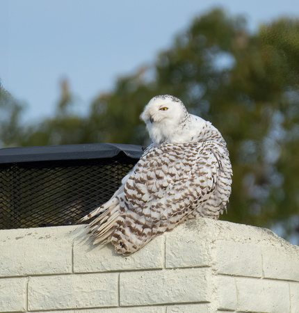 Snowy Owl - Bubo scandiacus