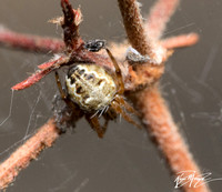 Orb weaver - Metepeira sp.