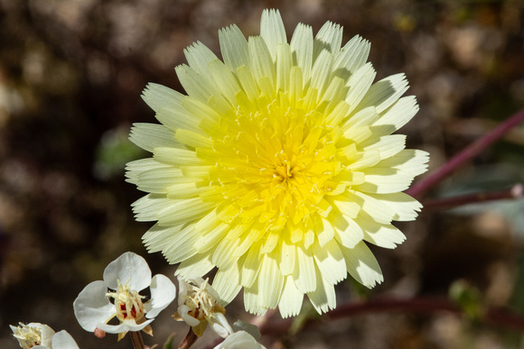 Desert Dandelion - Malacothrix glabrata