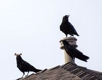 A Murder of American Crows - Corvus brachyhynchus