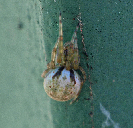 Orb weaver - Metazygia zilloides