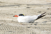 Caspian Tern - Hydroprogne caspia