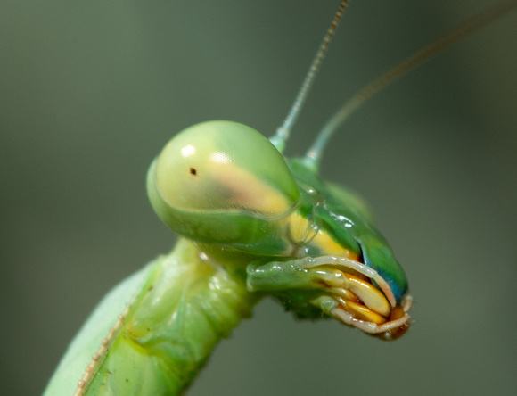 Bordered Mantis - Stagmomantis limbata