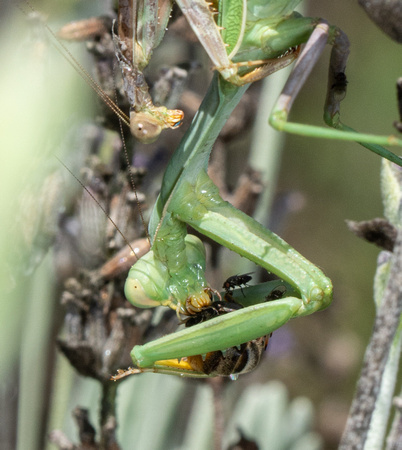 Bordered Mantis - Stagmomantis limbata (mating and eating)