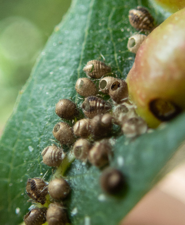 Aphid - Chaitophorus sp. (parasitized mummies)