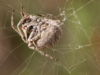 Orb weaver - Araneus andrewsi