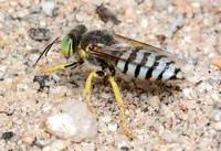 Sand wasp - Bembix comata