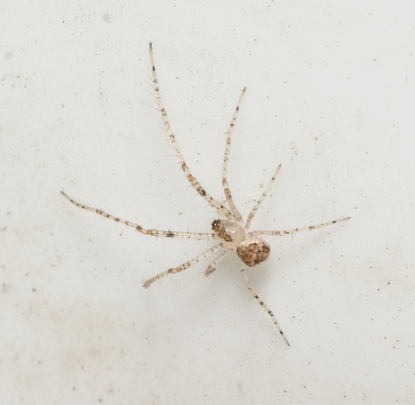 Pirate spider  - Mimetus sp