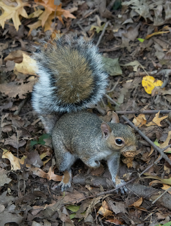 Eastern Gray Squirrel - Sciurus carolinensis