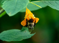 Common Eastern Bumble Bee -  Bombus impatiens