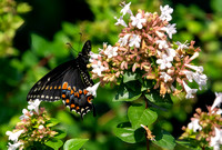Black Swallowtail - Papilio polyxenes