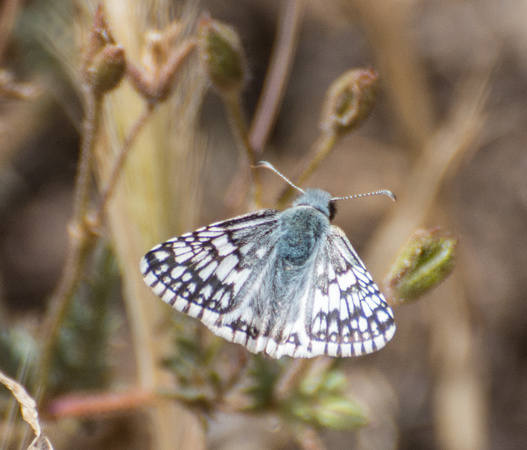 White checkered-skipper - Pyrgus albescens
