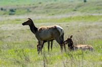 Tule Elk - Cervus canadensis ssp. nannodes