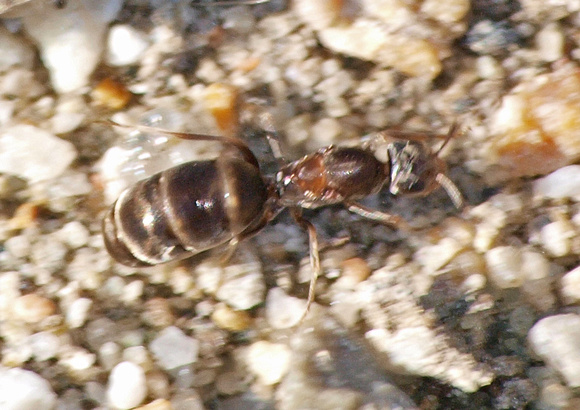 Pyramid ant - Dorymyrmex insanus