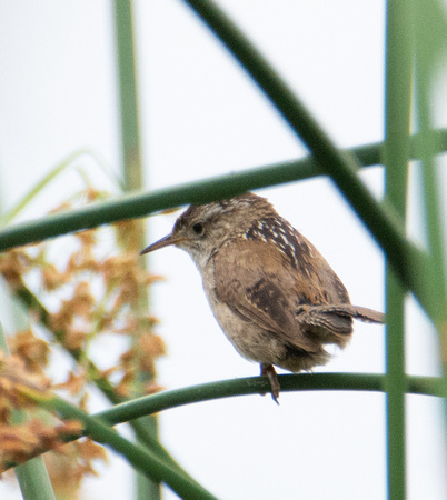 Marsh Wren - Cistothorus palustris