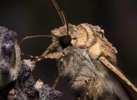 Pearly Underwing Moth - Peridroma saucia
