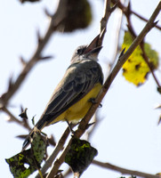 Tropical Kingbird - Tyrannus melancholicus