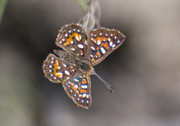 Behr's metalmark - Apodemia virgulti