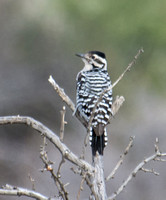 Ladder-backed Woodpecker Dryobates scalaris