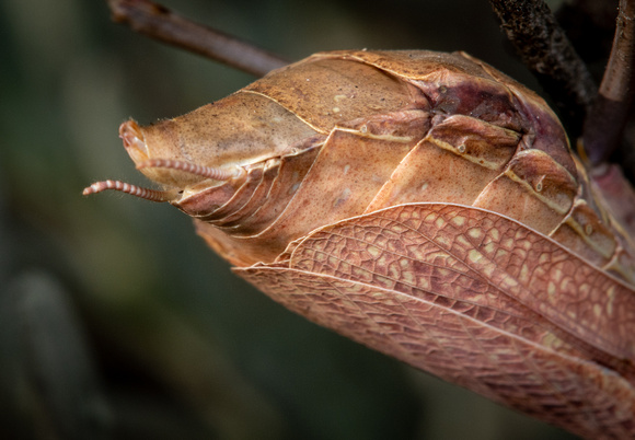 Bordered Mantis - Stagmomantis limbata