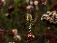 Yellow garden spider - Argiope aurantia