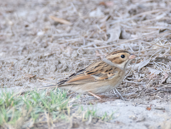 Clay-colored Sparrow - Spizella pallida