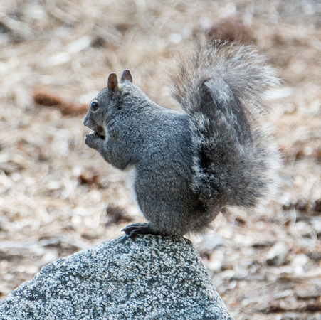 Western Gray Squirrel - Sciurus griseus
