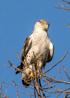 Ferruginous Hawk - Buteo regalis