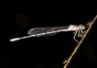 Familiar Bluet - Enallagma civile