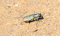 Mudflat Tiger Beetle - Cicindela trifasciata ssp. sigmoidea