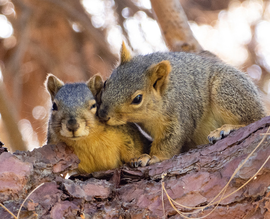 Eastern fox squirrel  - Sciurus niger