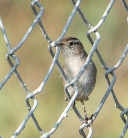 Marsh Wren - Cistothorus palustris