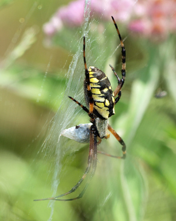 Yellow garden spider - Argiope  Aurantia