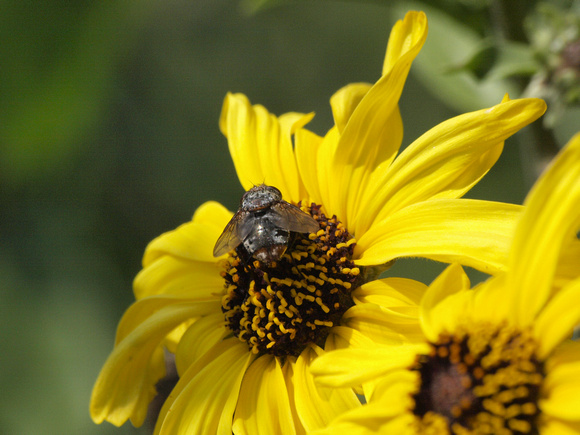 Tachinid fly - Peleteria sp.