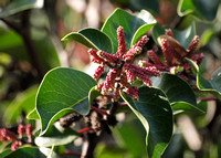 Sugar Bush - Rhus ovata