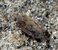 Cixiid planthopper - Unidentified sp.